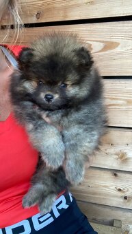 Pomeranian - mini velikost- PP/FCI - 3