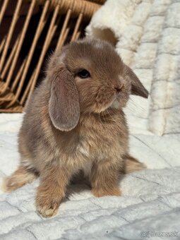 🐰MINILOP ZAKRSLÝ KRÁLIK🩷. - 3