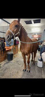 Predám kobylku - 3