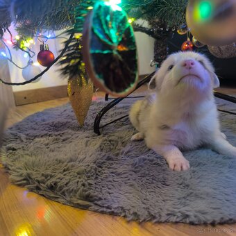 Border kólia šteniatka - 3