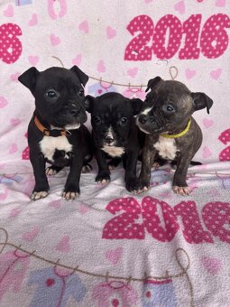 Americký stafordsirsky terier, Stafford, amstaf - 3