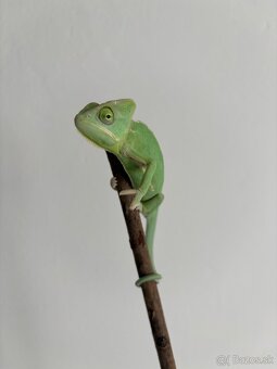 Chameleon jemensky - 3
