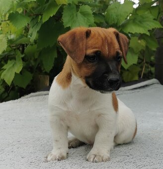 Jack Russel Terier - 3