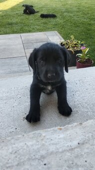 LABRADOR keverék kiskutyák eladóak - 3