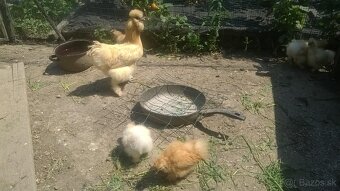 Súrne predám hodvábničky - kuriatka + kohút - 3
