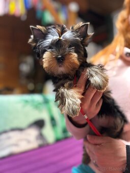 Yorkshire terrier s Preukazom pôvodu FCi - 3