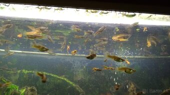 Prísavníky a endlerky - 3