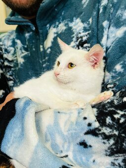 Darujem mačiatko - 3