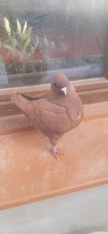 Americký King 2024. - 3