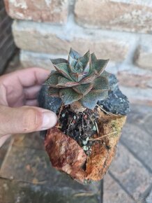 Echevereria purpusorum v skalke - 3