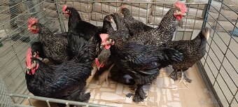 Kohúty Dark Shell - 3