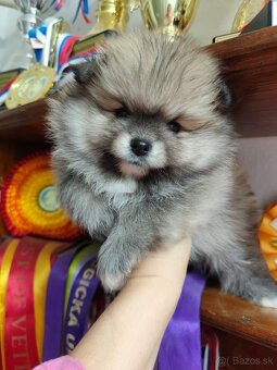 Pomeranian s PP - 3