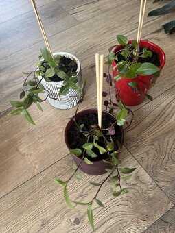 Tradescantia v crepniku, na vyber farba - 3