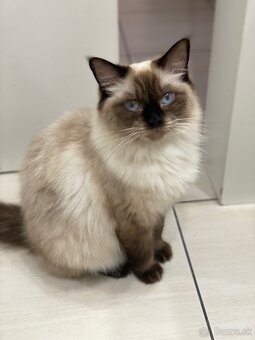 Ragdoll Mačka - 3