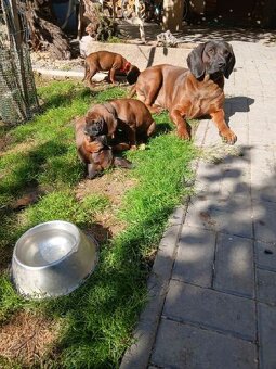 Bavorsky farbiar - 3