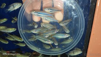 Akvariové ryby (raritky) k odberu - 3