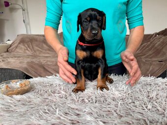 Doberman s PP FCI - 3