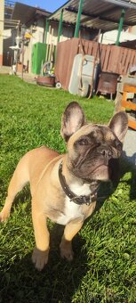 Francúzsky buldoček s PP - 3