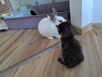 Zakrslý zajko + klietka - 3