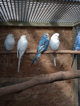 Predám /vymením/papagáj spevavy, korela a andulky - 3