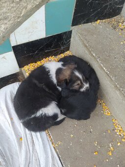 Border kólia šteniatko - 3