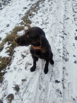 Predám poľovné šteniatko stavač kratkosrsti - 3