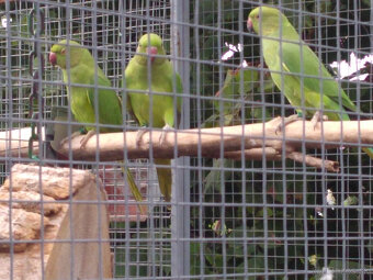 alex.maly lutino - 3