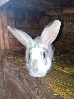 Králiky samice aj samce - 3