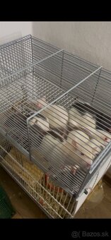 Darujem domáce potkany - 3