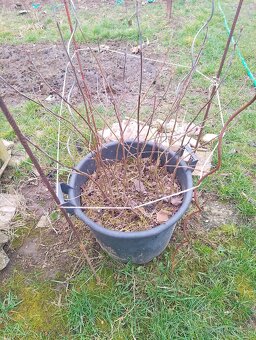 Ovocne stromceky - 3