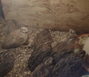 Japonské prepelice (Faraón Jumbo) - 3