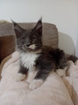 Krytí Mainská mývalí - 3