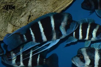 Cyphotilapia Gibberosa Blue Zaire Lupota WF/F1 - 3