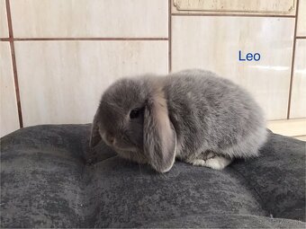 Mini lop - 3