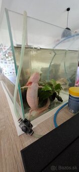 Ponukam axolota mexickeho - 3