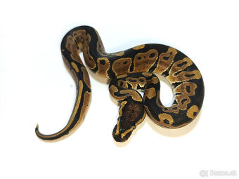 Python regius - 3