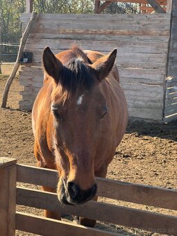 Kobylka na predaj - 3