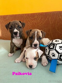 Americky Stafordšírský Terier šteniatka - 3