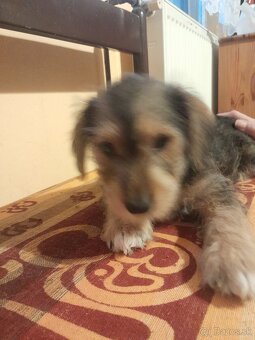 Darujem do dobrých rúk - 3