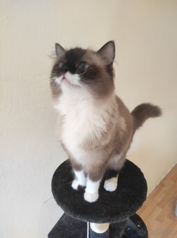 Ragdoll mačka - 3