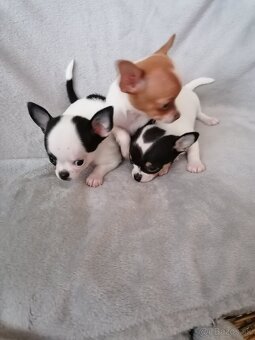 Čivava krátkosrstá - 3