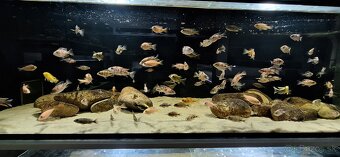 Africke cichlidy malawi - 3