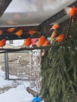 Predám kanariky - 3