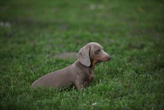 Jazvečík trpaslicip krátkosrsty - 3