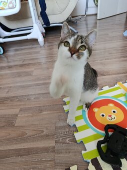 Súrne darujem mačku - 3