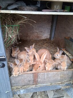 Králiky na predaj - 3