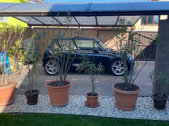 - - - Mini Cooper S One - Limited "Seven Edition" - - - - 3