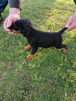 Jagdterrier - 3