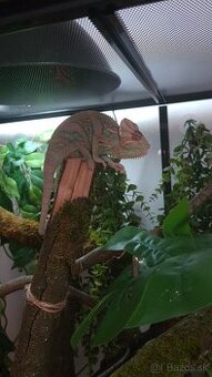 Chameleón Jemenský - 3