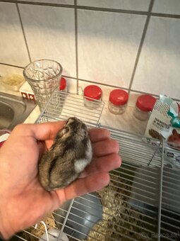 Škrečok + klietka pre škrečka s príslušenstvom - 3
